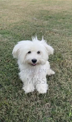 1+ year Male Purebred Maltese