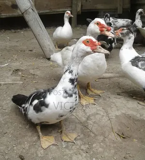 Healthy Duck Are Going for Cool Price