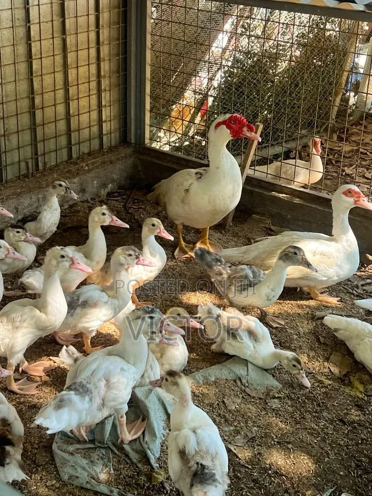 Healthy Duck Are Going for Cool Price