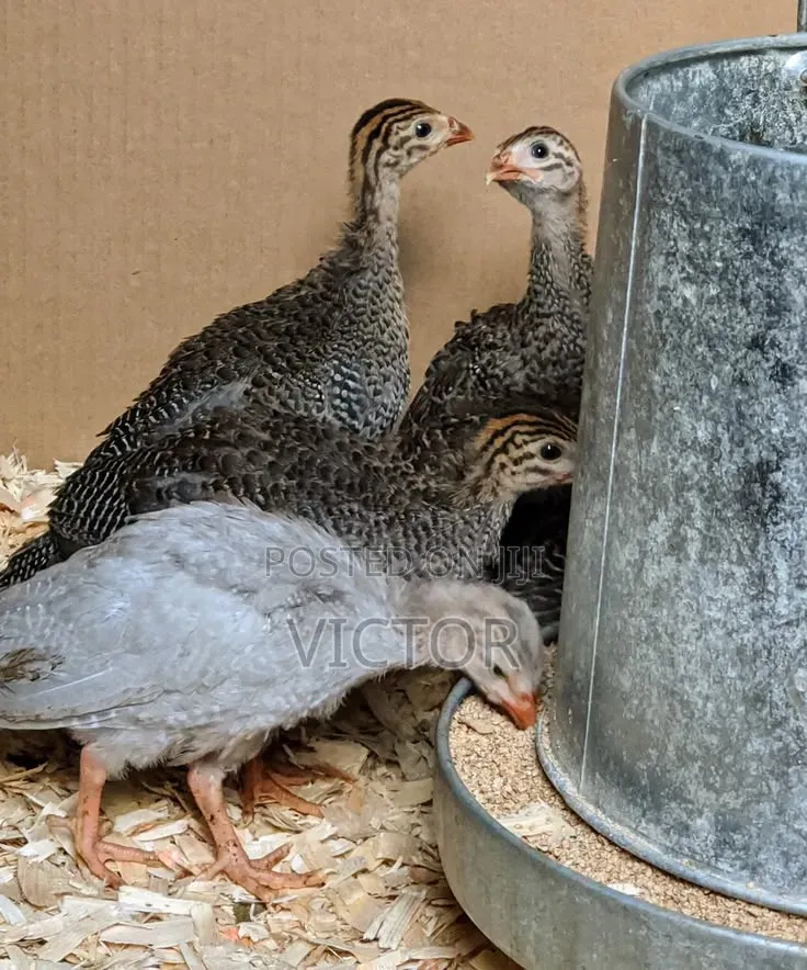 Guinea Fowl Eggs