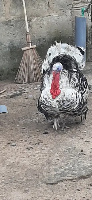 Turkeys for Sale