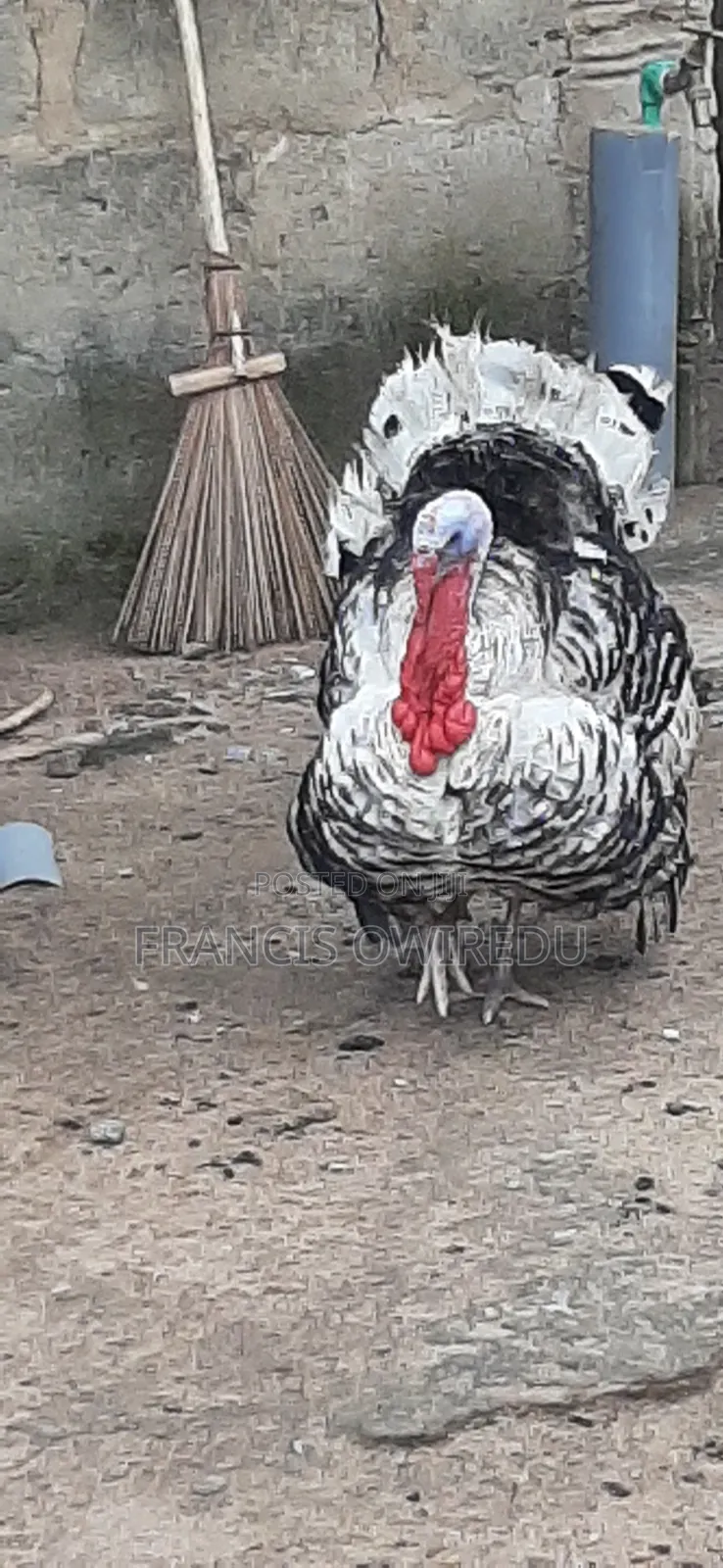 Turkeys for Sale