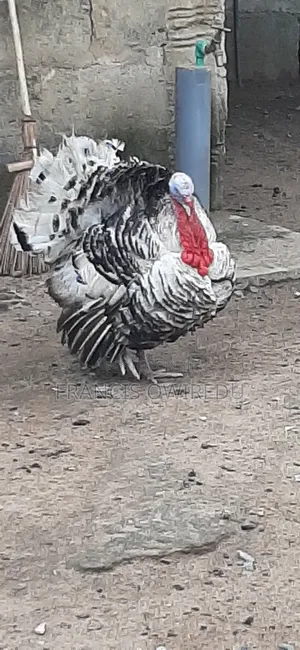 Turkeys for Sale