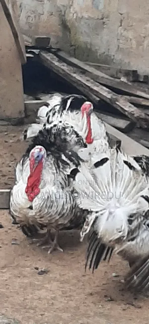 Turkeys for Sale