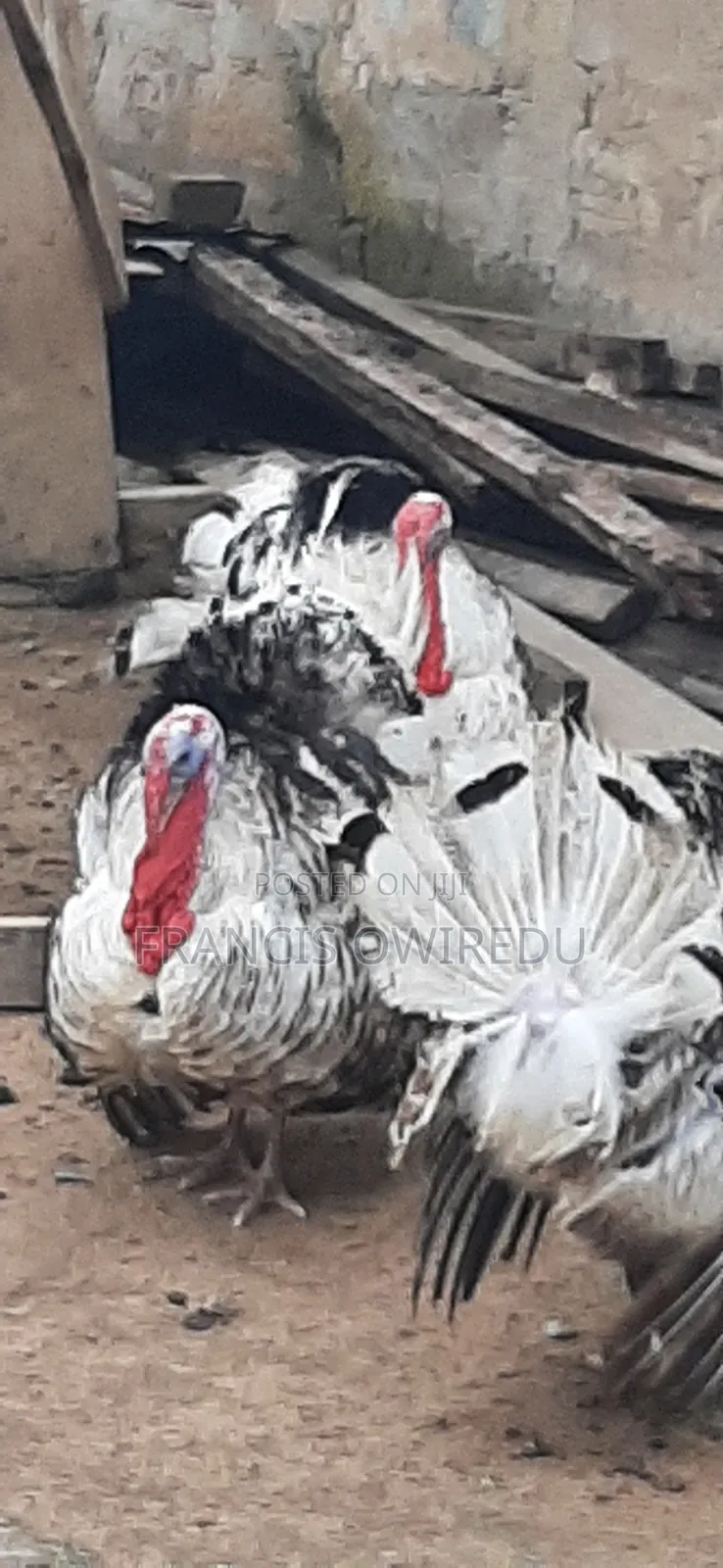 Turkeys for Sale