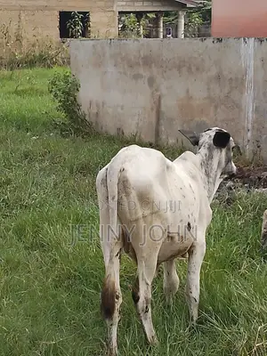 Cows for Sale and Serious Buyers Only