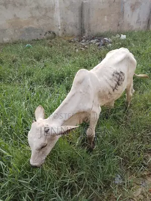 Serious Buyers Only