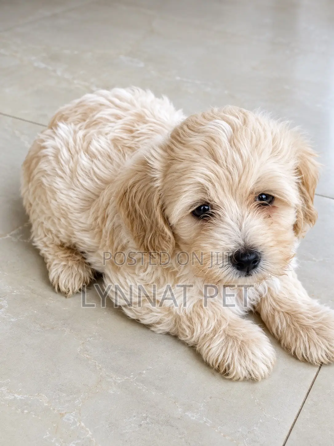 1-3 months Male Purebred Maltipoo