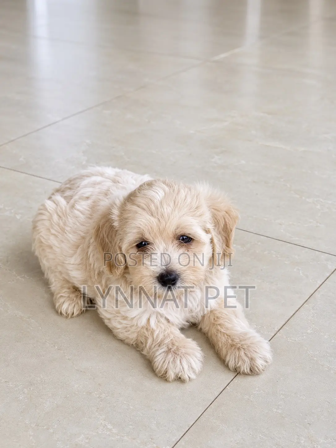 1-3 months Male Purebred Maltipoo