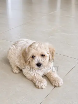 1-3 months Male Purebred Maltipoo