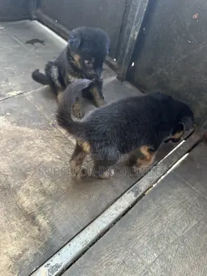 1-3 months Female Purebred German Shepherd