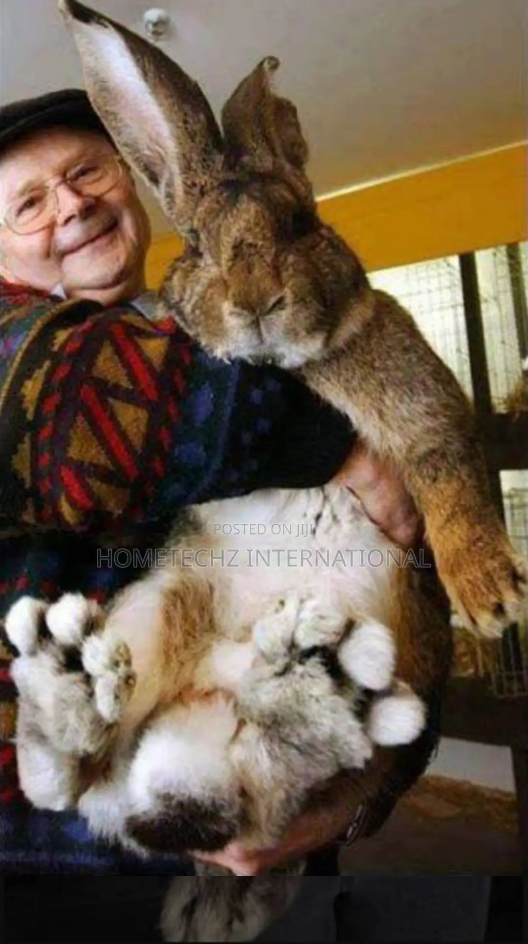 The Rabbit Specie Almost Bigger Than Goats