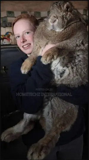 The Rabbit Specie Almost Bigger Than Goats
