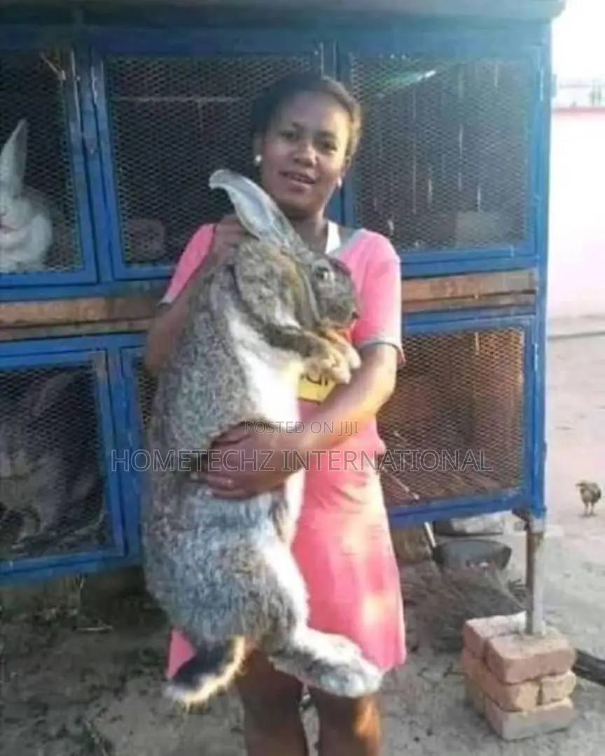 The Rabbit Specie Almost Bigger Than Goats