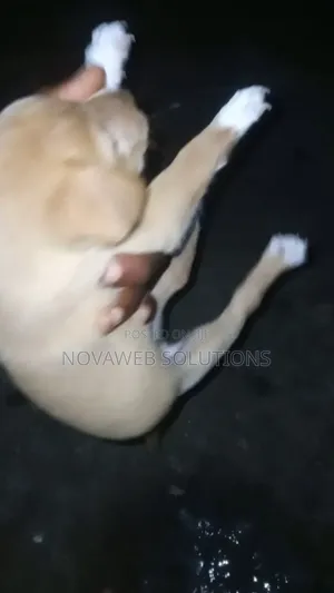 1-3 months Female Mixed Breed Dog
