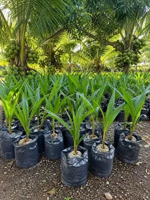 De-Byble Dwarf and Hybrids Seedlings