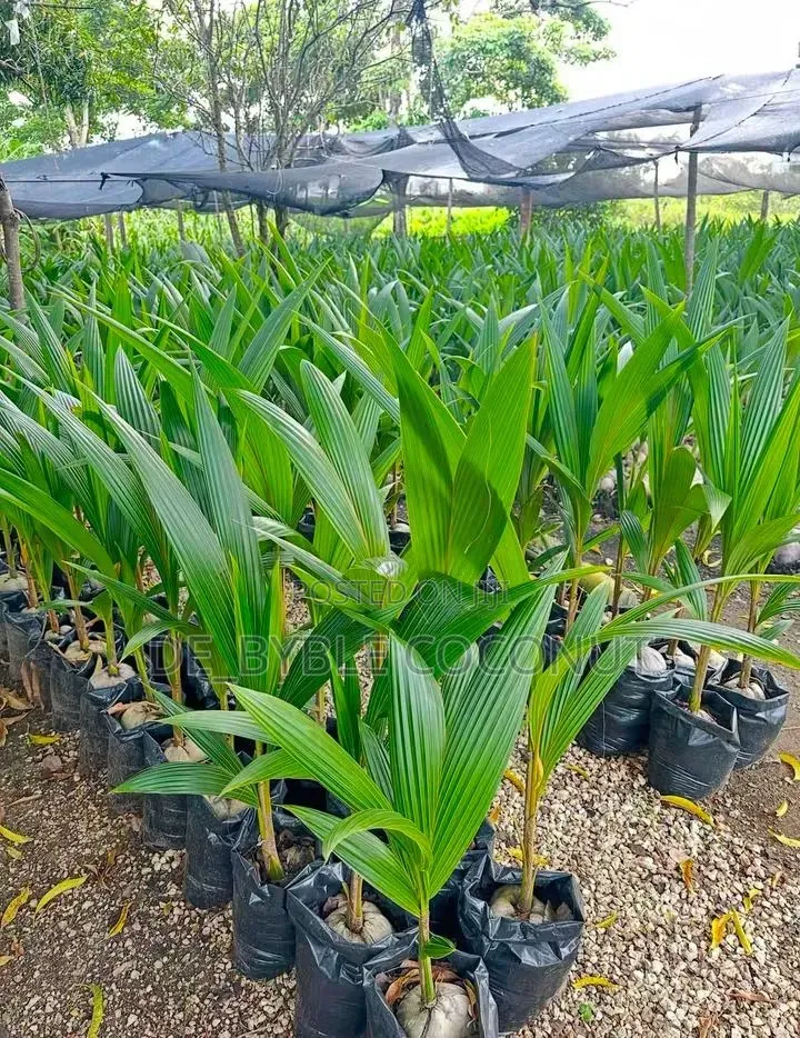De-Byble Dwarf and Hybrids Seedlings