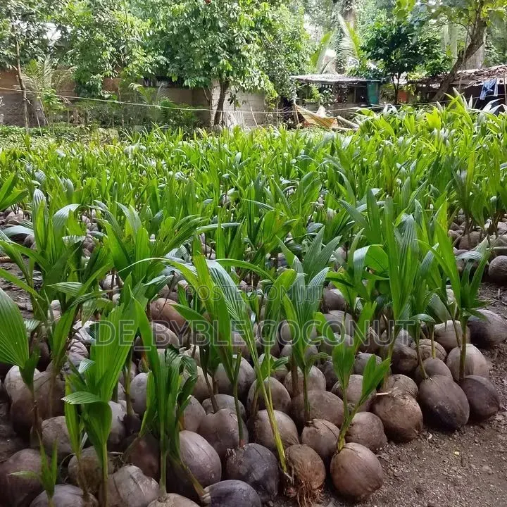 De-Byble Dwarf and Hybrids Seedlings