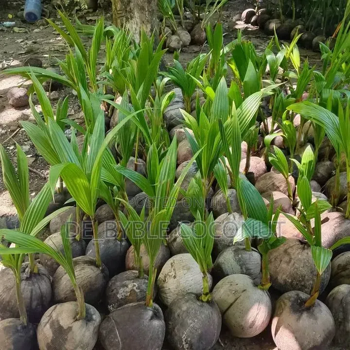 De-Byble Dwarf and Hybrids Seedlings