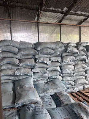 Cotton Seed