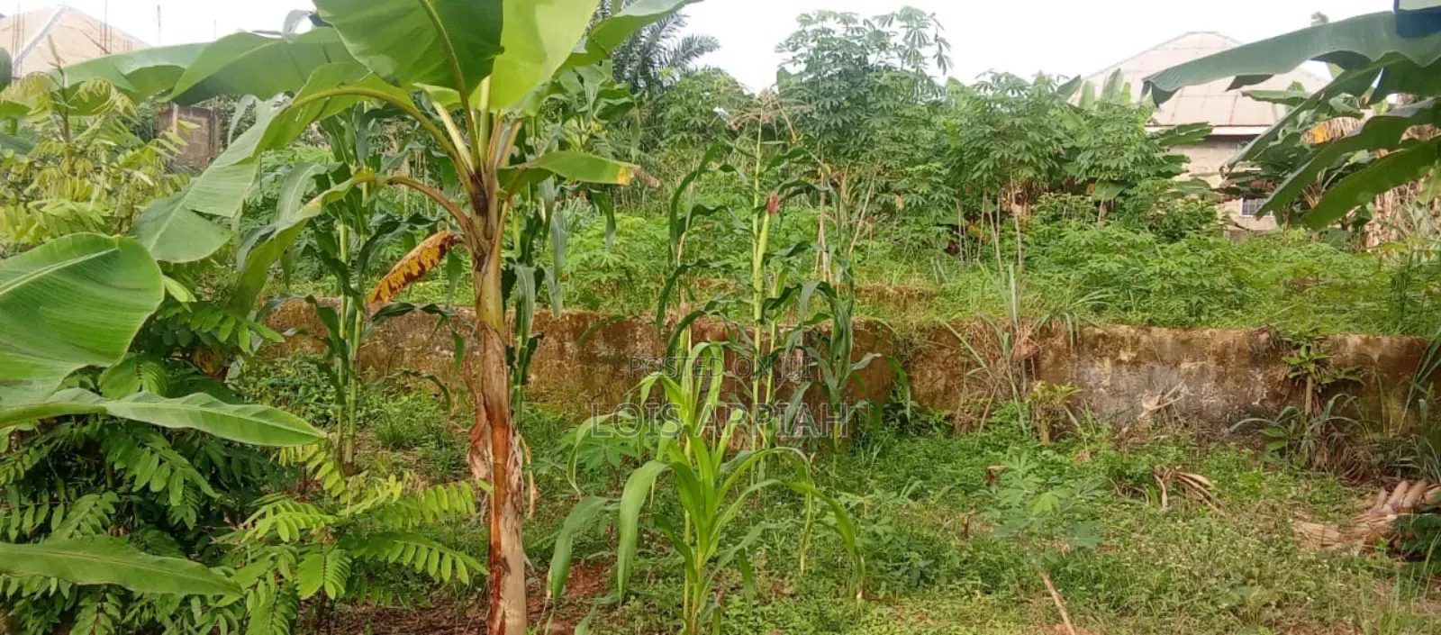 75ft×120ft Plot of Land @Kotwi Tweneduase