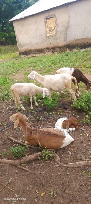 Farm Animals