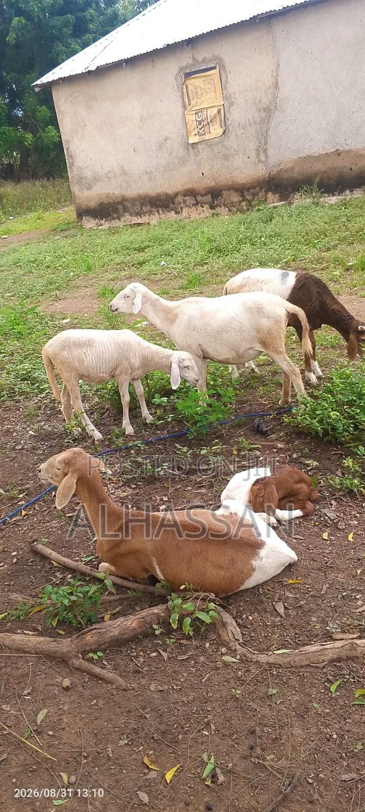 Farm Animals