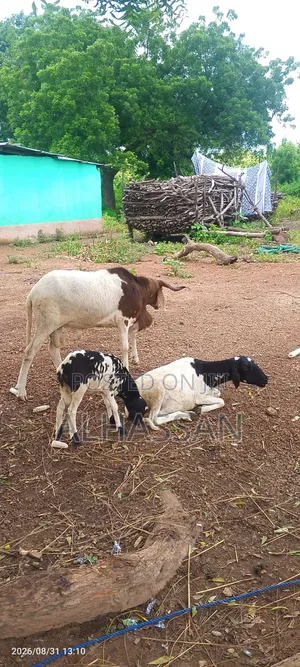 Farm Animals