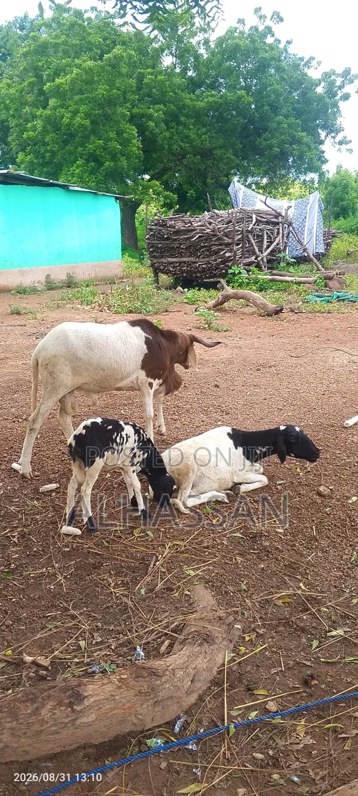 Farm Animals