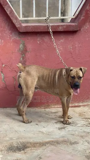1+ year Male Purebred Boerboel