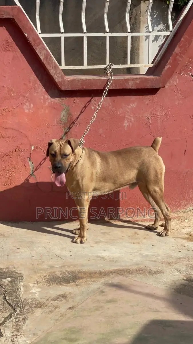 1+ year Male Purebred Boerboel