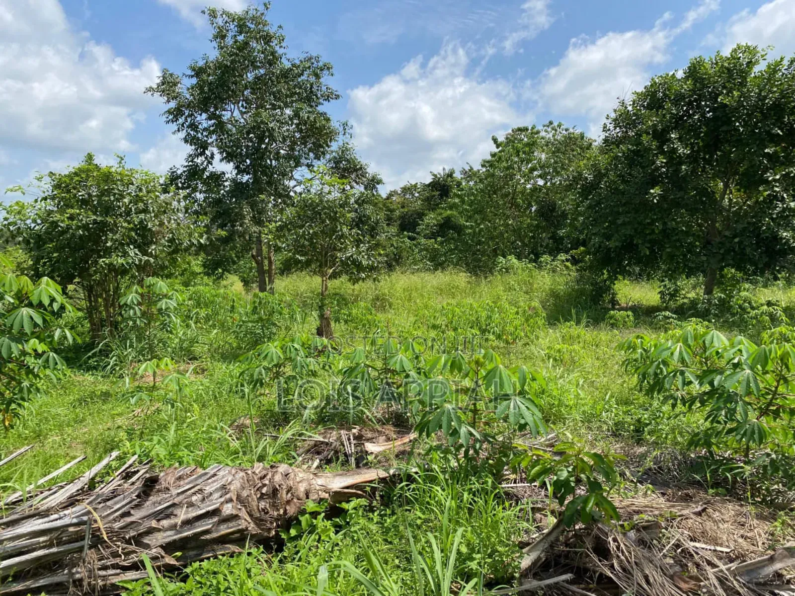 Acres of Farmland for Rent @ Offinso Adagya