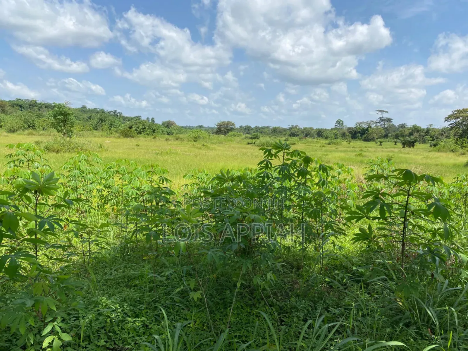 Acres of Farmland for Rent @ Offinso Adagya