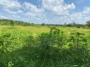 Acres of Farmland for Rent @ Offinso Adagya