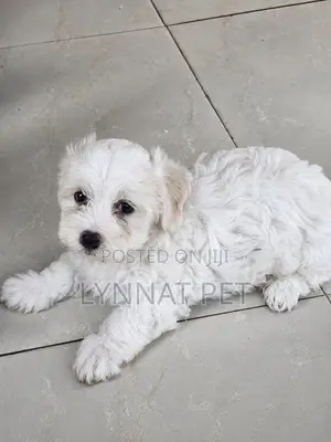 1-3 months Female Purebred Maltipoo