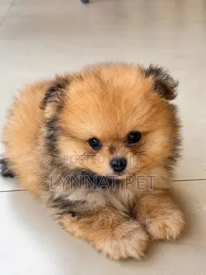 1-3 months Male Purebred Pomeranian