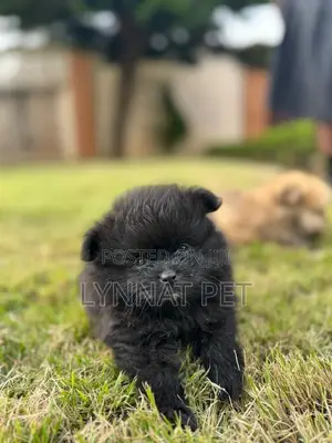 1-3 months Female Purebred Pomeranian