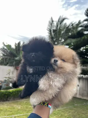 1-3 months Female Purebred Pomeranian