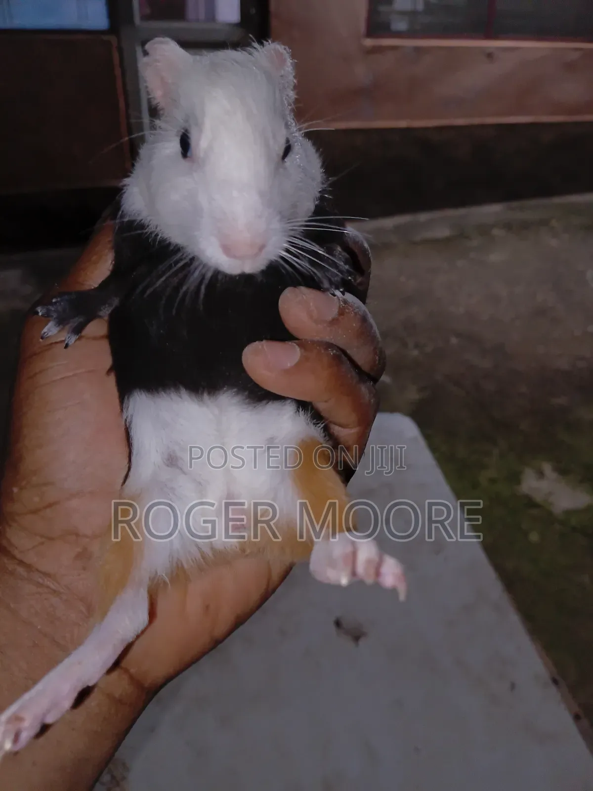 Matured Guinea Pigs Available