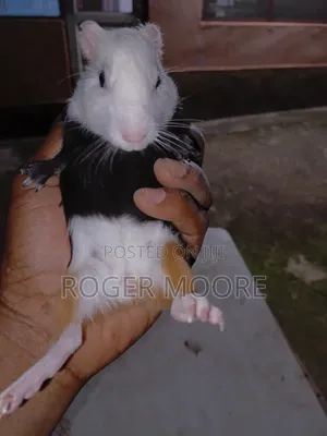 Matured Guinea Pigs Available