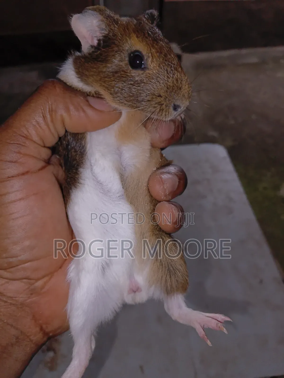 Matured Guinea Pigs Available