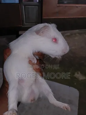 Matured Guinea Pigs Available