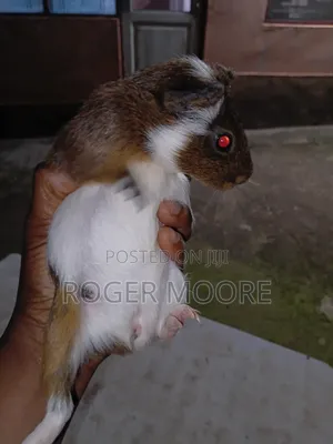 Matured Guinea Pigs Available