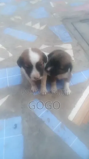0-1 month Male Mixed Breed Poodle