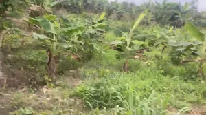 Farm Work/Farm Hand