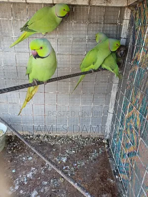 Ringnecks Parrots