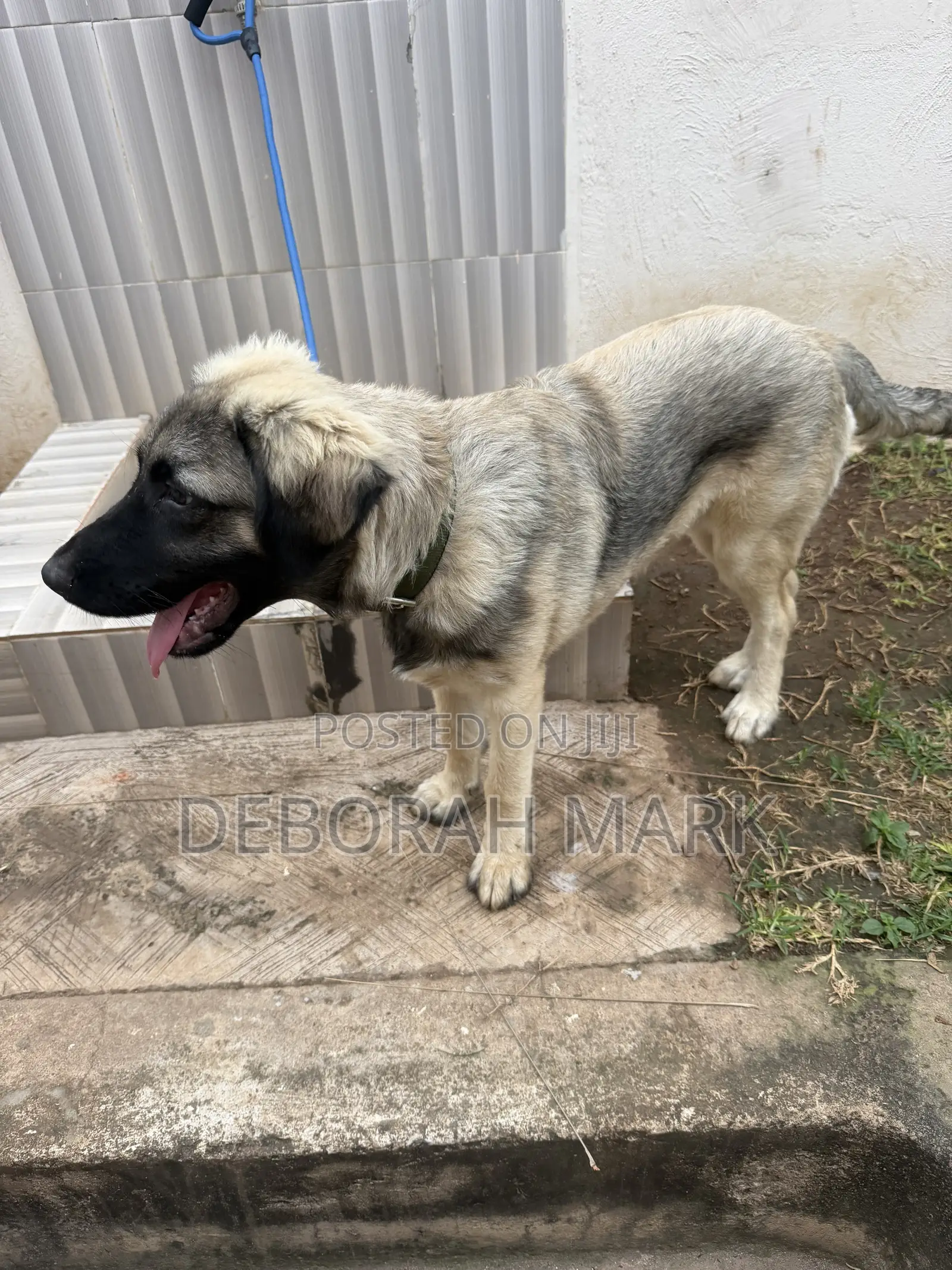 3-6 months Female Purebred Caucasian Shepherd