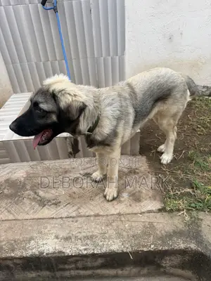 3-6 months Female Purebred Caucasian Shepherd