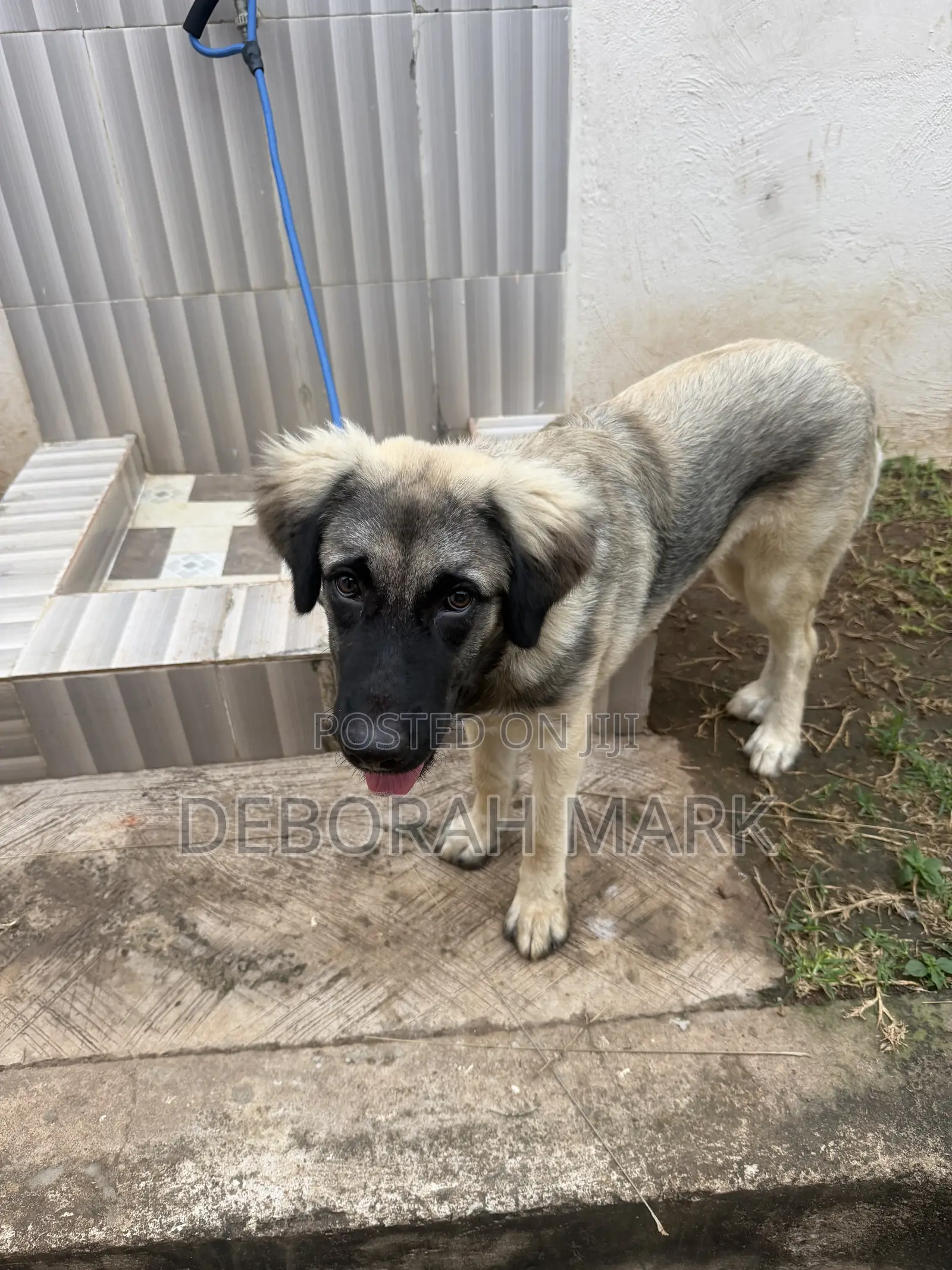 3-6 months Female Purebred Caucasian Shepherd
