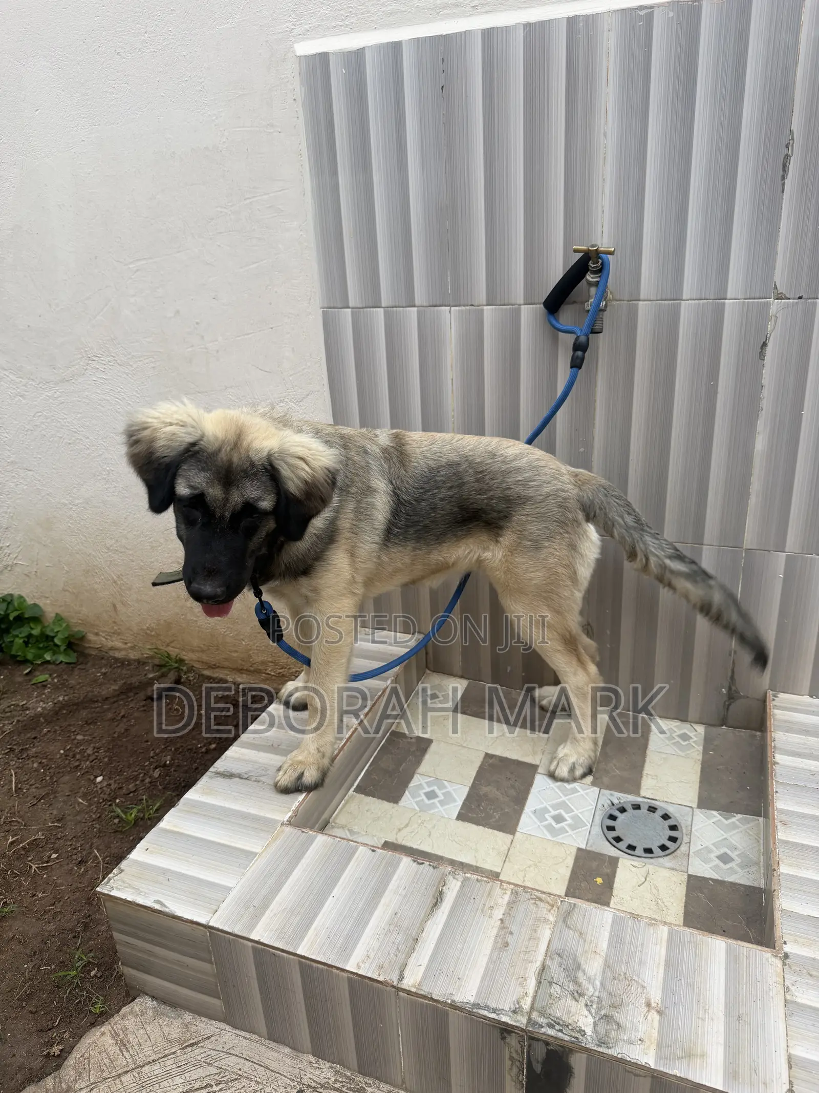 3-6 months Female Purebred Caucasian Shepherd